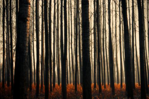 oneshotolive:  Winter sunset in the woods. Serbia, Europe [5184x3456] [OC] 📷: danuberiverchild 