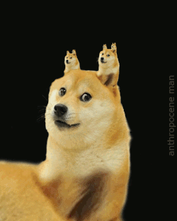 nickels-ismoneytoo:  Much infinite loopSuch repetitionWow so many doges