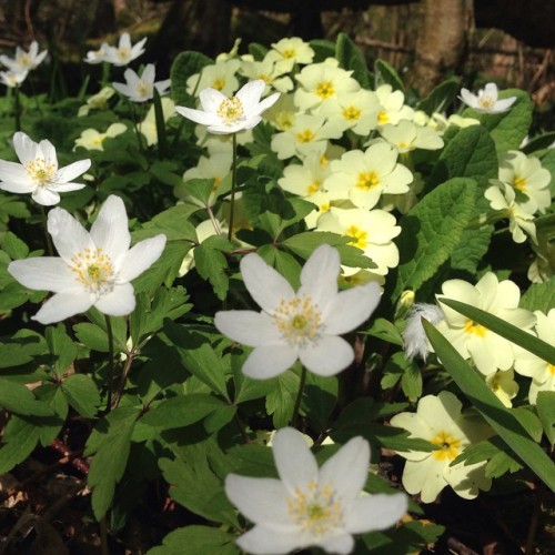 Primroses & wood anemones at Woods Mill nature reserve #spring #flower #sussex #naturegram #Sign