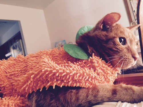 teamwaffle-o: Ra is the Pumpkin King this morning