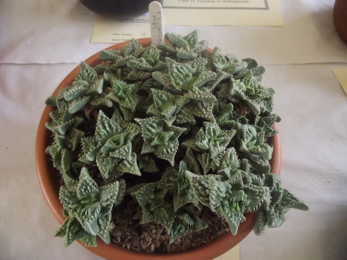 cactusmandan:Some fantastic Faucaria sp. from the mesemb show, aka Tiger jaws!