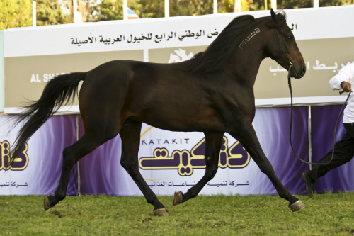 Wesam Al Andalous 2001 dark bay stallion (Raad x Aalieh) Pedigree. Photo © In The Focus.