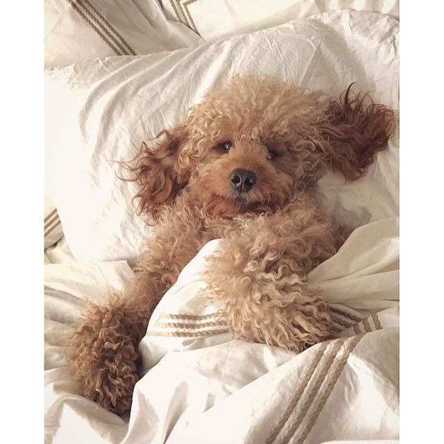 Via****Goldendoodle