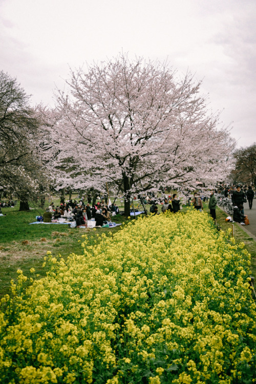 お花見の頃2010年、小金井公園。コロナなど思いもよらない頃の桜の季節。たのしそうにお花見をしている。こんなことができるのはいつのことになるだろう。って、昨年に某所でこんなことしてた御一行を見かけたが