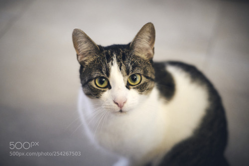 My cats by szewski