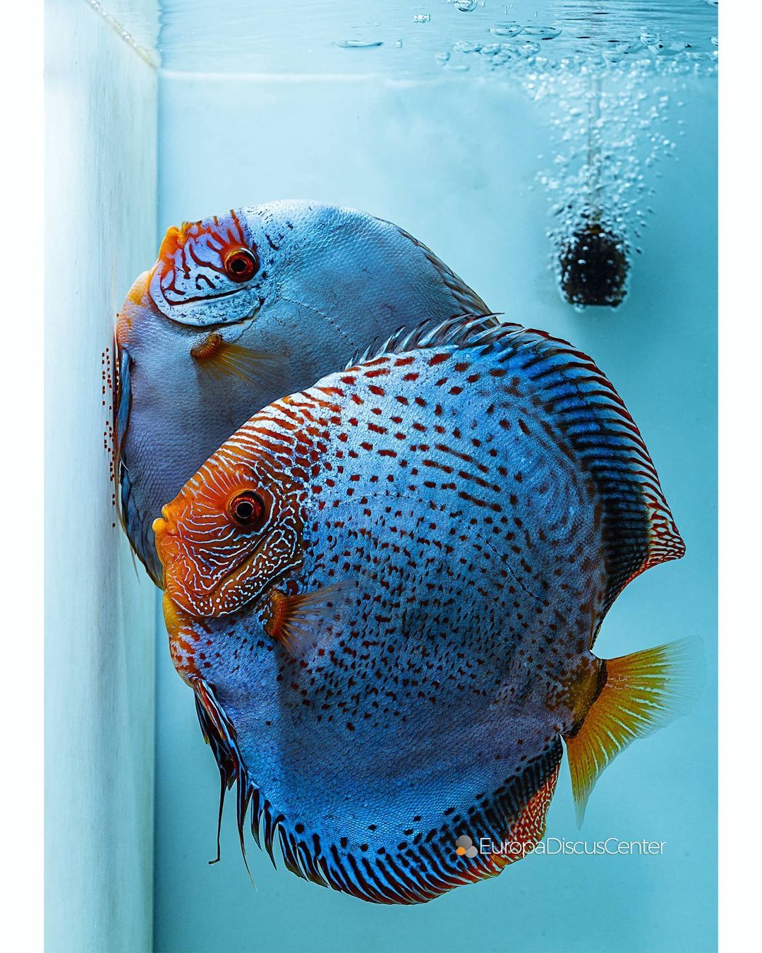 cobalt blue discus