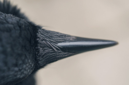 nambroth:  artofmaquenda: More of the crowbeak because I can’t get enough of the beautiful shape and textures… Persons that draw/paint crows, BEHOLD THIS WONDERFUL REFERENCEFeaturing:* Beautiful rictal bristles* Extraordinary mandibles* Keratin (lots)*