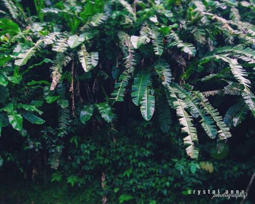 pansticks: Lush, green foliage adorn the road through Blanchisseuse. #trinidadandtobago #Trinidad #