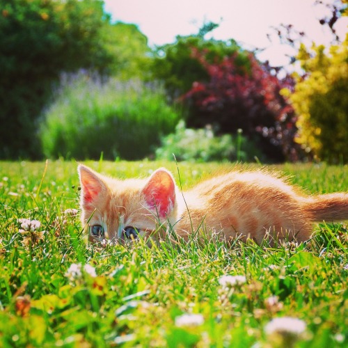 ferdinand-the-ginger-cat:Let’s play hide and seek! :-)
