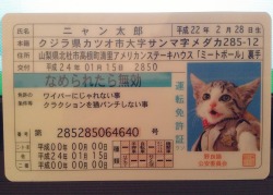 pechanko:  my drivers license  ヽ(=^･ω･^=)丿