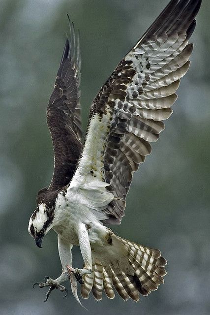 lalulutres:   Osprey with snack by art126 on Flickr