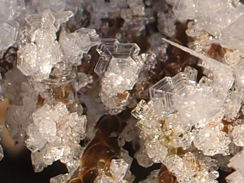 anskupics:  Frost formations on Microbiota decussata — Siberian carpet cypress