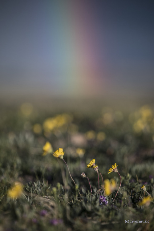 Calling all Colors: Yellow daisies and a distant rainbow, Wyomingriverwindphotography, May 30, 2018