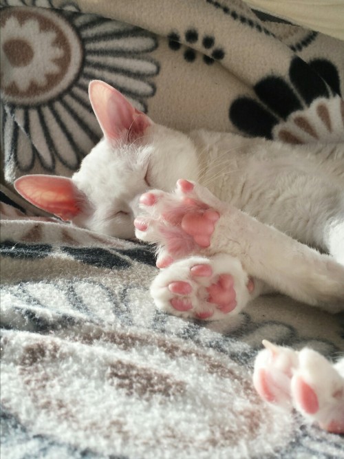 softsiriusblack: toe beans