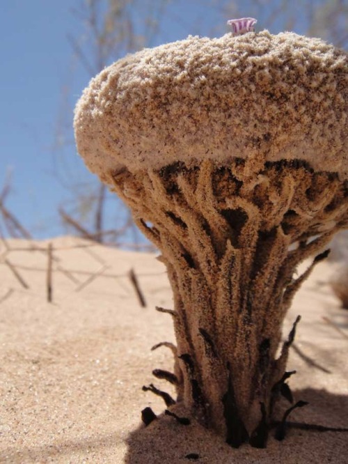 bogleech: thebashfulbotanist: curiousbotanicals: Pholisma sonorae is a parasitic plant in the same f