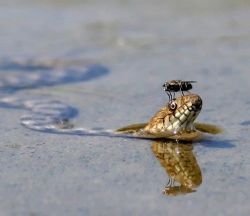 chisaiyokai:  animals-riding-animals:  fly riding snake  onward, my noble steed