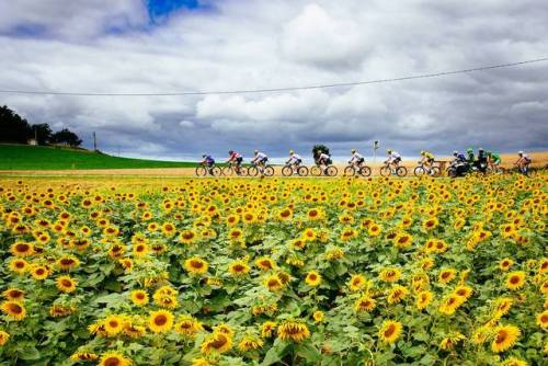 pcwt:  PIC OF THE DAY Stage 11 #TDF2017 © A.S.O / @JeredGruber 