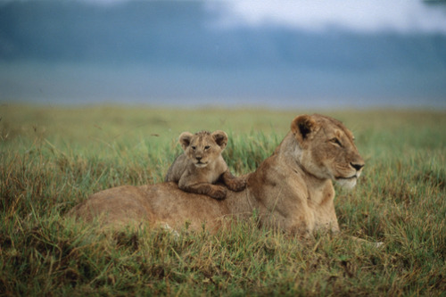 awkwardsituationist:photos from tanzania’s ngorongoro conservation area by mitsuaki iwago