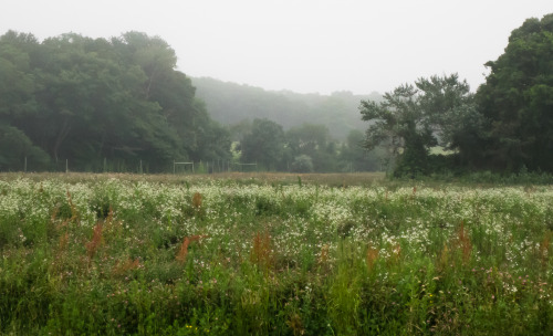 iseultsdream: July 7, 2014 - farm field