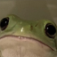 mossydumbfrog
