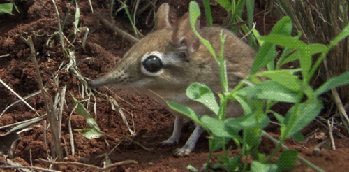 despondence:  irregulartangerine:  LADIES, GENTLEMEN, AND PEOPLE WHO DON’T FALL UNDER EITHER OF THOSE CATEGORIES,  this is an elephant shrew. it’s adorable and i just wanted to shower you with little gifs of it because look at it. look at it’s