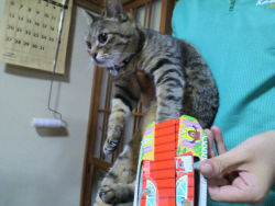 46187:  【速報】　うちのバカ猫、ゴキブリホイホイに引っかかるｗｗｗｗｗｗｗｗｗｗｗｗｗｗｗｗｗｗｗｗｗｗ :