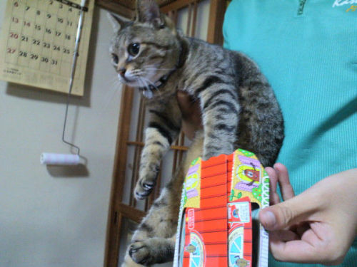46187:  【速報】　うちのバカ猫、ゴキブリホイホイに引っかかるｗｗｗｗｗｗｗｗｗｗｗｗｗｗｗｗｗｗｗｗｗｗ : 〓 ねこメモ 〓