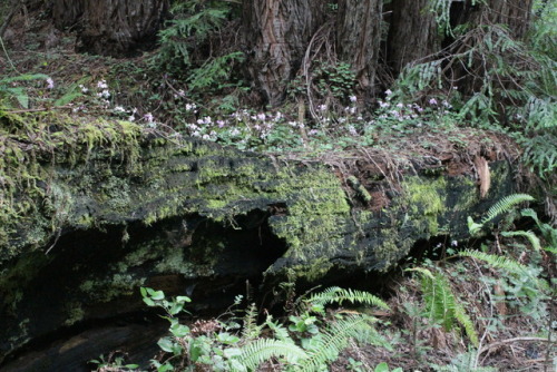 wildflowers growing along a redwood log at Van Dam State Park, CA