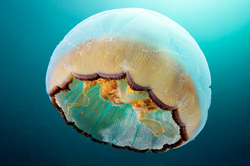 nevver:  Jellyfish, Alexander Semenov 
