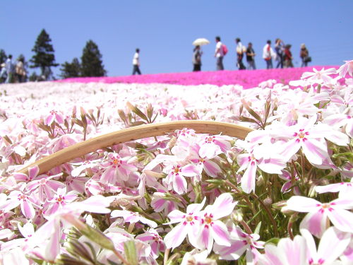 Hitsujiyama Park (羊山公園; Hitsujiyama Koen)