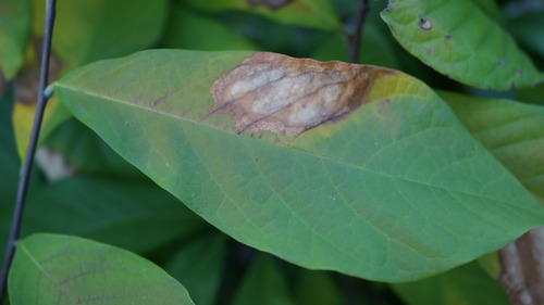 花ひろばオンラインの植物管理のウンチク 葉にシミが出ていますが病気ですか 園芸q A 花ひろばオンラインの植物管理のウンチク 葉にシミが出ていますが病気ですか 園芸q A