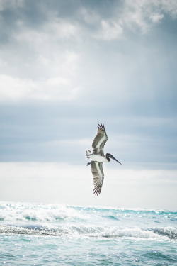 r2&ndash;d2:  Pelican 