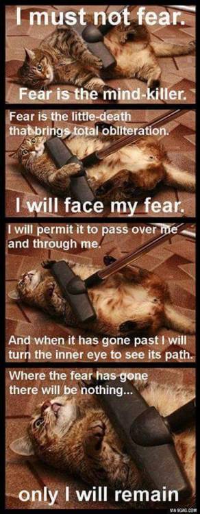 ivydoomkitty:How to conquer fear…@dat-paw