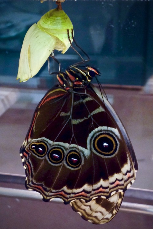 Common Morpho (Morpho peleides)Chrysalis and freshly-emerged!