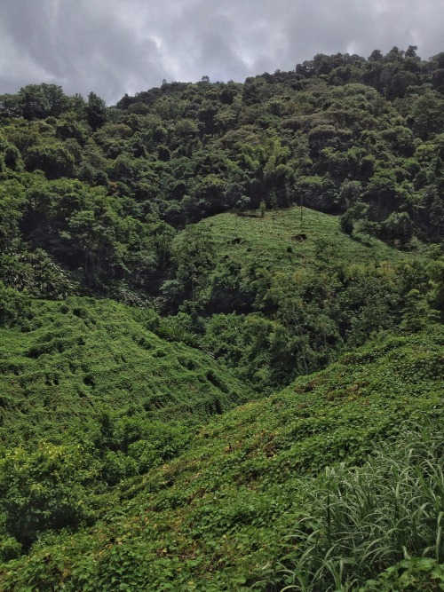 theeyeoftroy:The christophine king’s farm, on the Blanchisseuse - Arima road, Trinidad. Copyright 20
