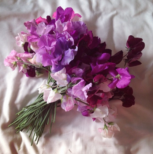 Sweet Peas.