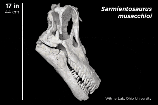 skunkbear:In 2014, scientists unearthed the skull of a new species of sauropod. The scientists named