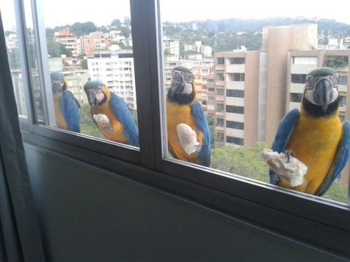 archiemcphee:  Because sometimes what you need most is to see a bunch of different birbs surprising people at their office windows, balconies, and back doors in order to squawk or chirp “OH HAI” or to simply stare and stare and stare in hopes of receiving