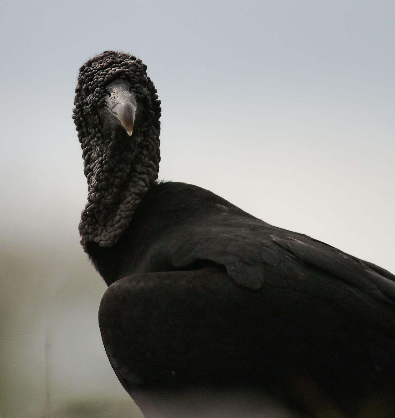 heptagram:  Black VultureYucatan, MX