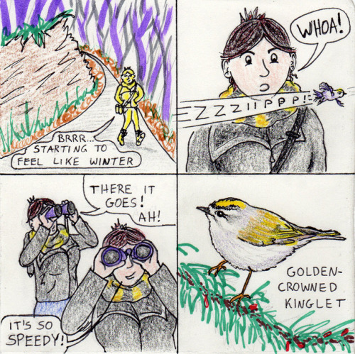 Golden-crowned Kinglet tales - over on Interesting Ducks. Read all about it HERE.Sally Ingraham