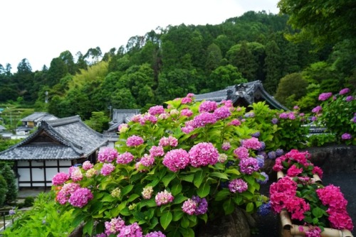 chitaka45: 京都 「柳谷観音・楊谷寺」紫陽花 kyoto 「yanagidanikannon・yokokuji」hydrangea