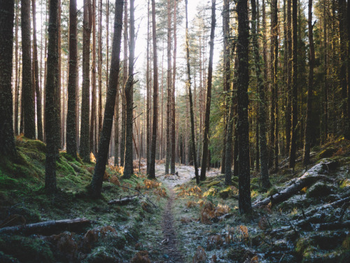 Morning Forest Light by Andrew Ridley Highlands, Scotland. Olympus OM-D E-M10. Website I Facebook I 