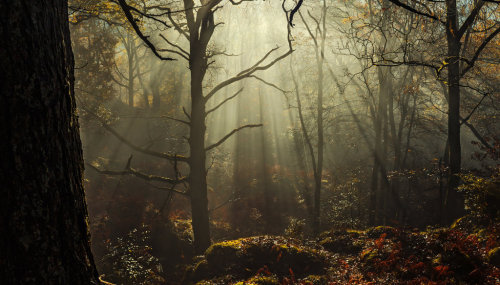 mykindafairytalee: Enchanted by ~bongaloid