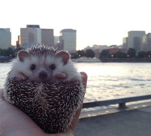 tastefullyoffensive:  The Many Adventures of Biddy the HedgehogRelated: The Many Expressions of Marutaro the Hedgehog