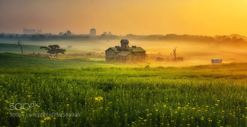 Foggy morning by Dyne999