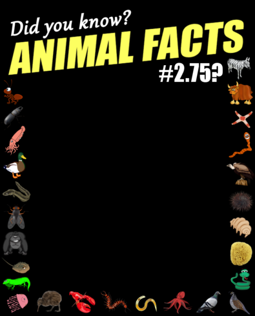 didyouknowanimalfacts: