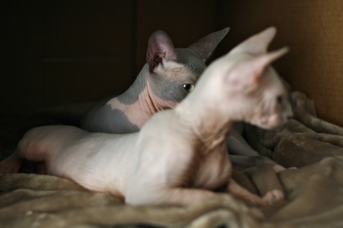 hairless-hugo: &ldquo;I’ve got my eye on you.&rdquo;