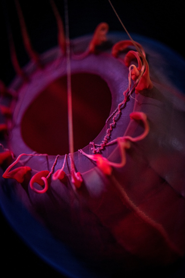 A close-up image of a deep sea paper lantern jelly. It has a dark magenta body, encased in a clear sheath, with hot pink tentacles that are trailing upwards against a deep blue-black backdrop.