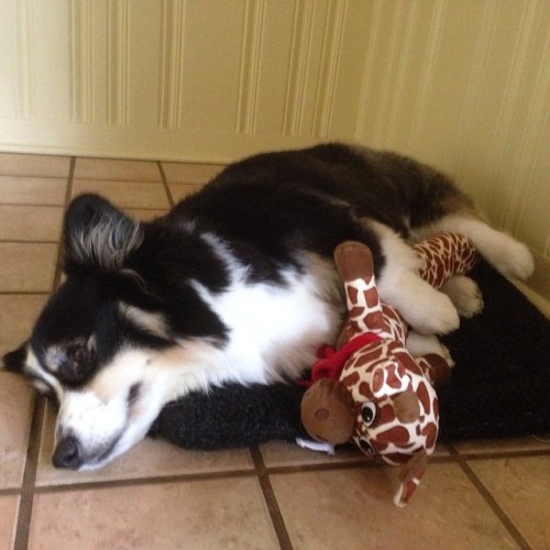 instapudge:  Got him a very long giraffe so he can dream tall #corgi 