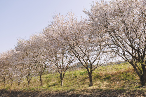 2022-04-09Spring, Cherry BlossomCanon EOS R3 + RF15-35mm f2.8L ISInstagram  |  hwantastic79vivid